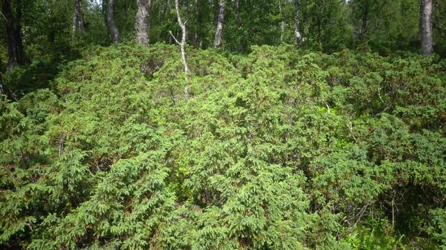 Idre, Sweden A juniper bush in the forest. 