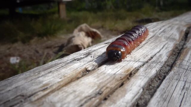 Grovelsjon, Sweden A Goat Moth caterpillar, Cossus Cossus, slithering along a piece of deadwood. 