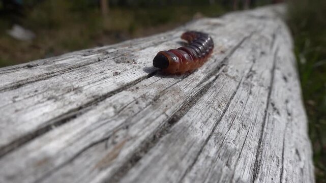 Grovelsjon, Sweden A Goat Moth caterpillar, Cossus Cossus, slithering along a piece of deadwood. 