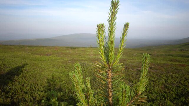 Lillnipen, Sweden A small pine tree grows on a windy mountain top in the Dalarna region. 