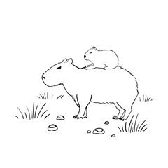 Obraz premium Capybara Mom and cute little Baby in sketch style. The largest rodent. Wildlife animal outline vector illustration