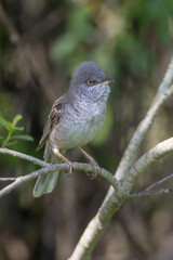 Fototapeta premium Barred warbler - male bird at the bushes near the river in spring
