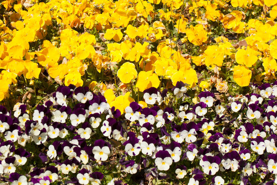 Pansies of violet-white and yellow colour in botanic garden in Saints Constantine and Helena resort