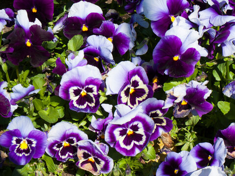 Pansies of violet and white colour in Saints Constantine and Helena resort, Bulgaria