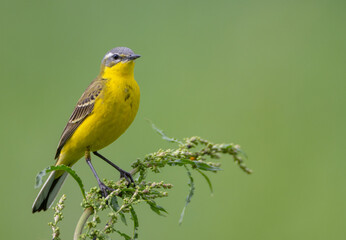 Fototapeta premium Yellow wagtail - male bird in summer at a wet fields