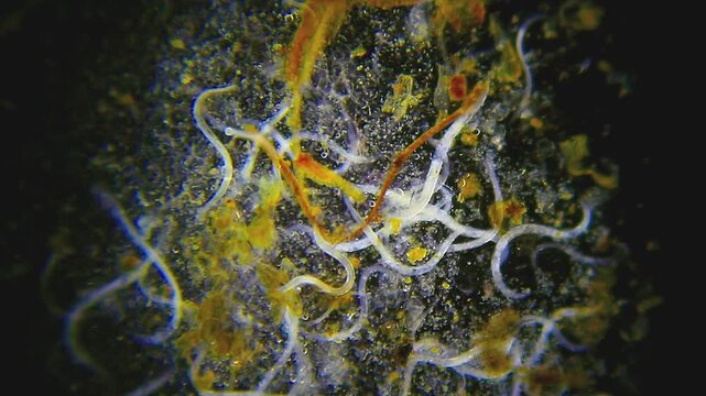 Cluster of nematode roundworms in a drop of dirty soapy water under 100x darkfield microscopy magnification