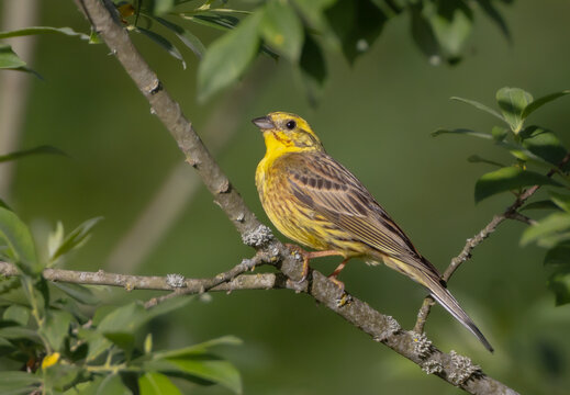 Yellowhammer  - male in summer