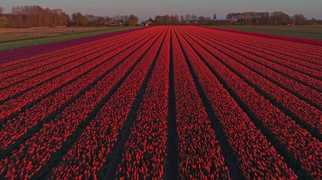 Drone flying backwards revealing endless red tulip fields