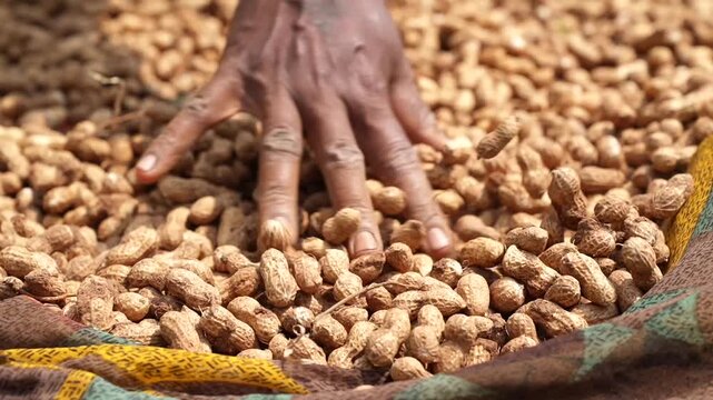Fresh Peanut Harvest Drying Naturally in Rural Chhattisgarh, India.