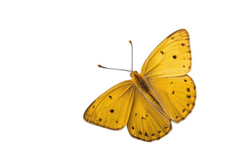 Naklejka premium Yellow clouded yellow butterfly, colias croceus, flying with open wings, featuring black spots on a transparent background