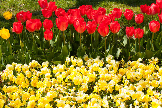 Festival of tulips in University botanic garden in Sants Constantine and Helena resort, Bulgaria