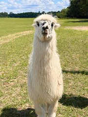 Obraz premium llama in the zoo