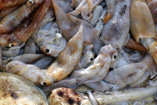 Fresh raw seafood calamari squid market pile