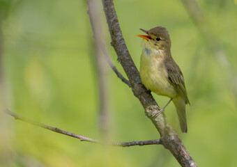 Obraz premium Icterine warbler - in summer at a wet forest