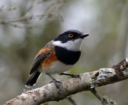 Cape Batis male bird perched on a branch, close-up portrait, South Africa.