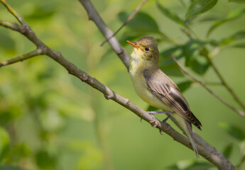 Fototapeta premium Icterine warbler - in summer at a wet forest