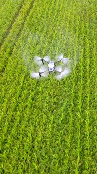 Agricultural spray drone flying over crop field and spraying fertilizer. Smart farming, precision agriculture