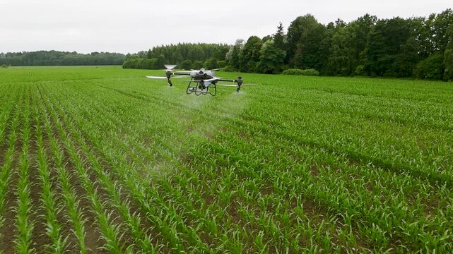 Agricultural spray drone flying over crop field and spraying fertilizer. Smart farming, precision agriculture