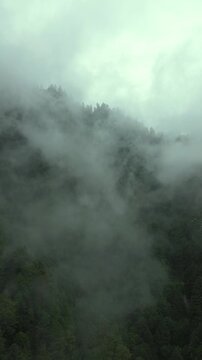 Dark clouds moving above dense evergreen mountain forest