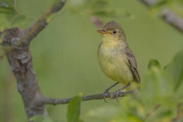 Obraz premium Icterine warbler - in summer at a wet forest