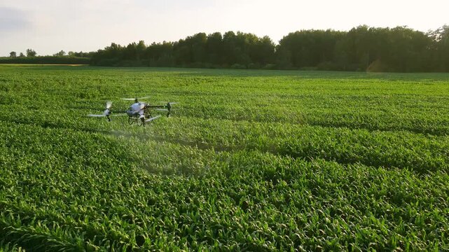 Agricultural spray drone flying over corn field and spraying fertilizer. Smart farming, precision agriculture