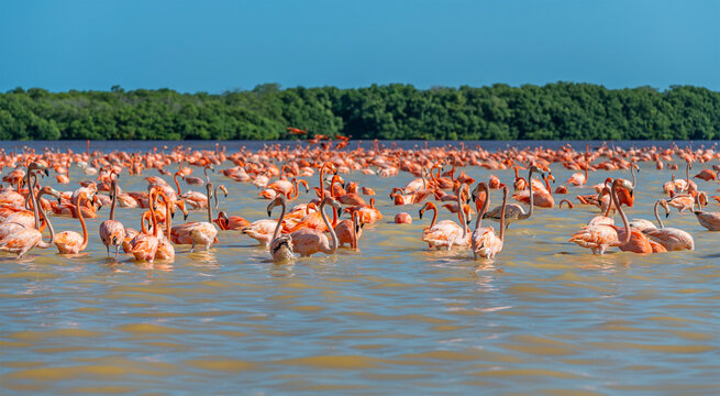 American Flamingo (Phoenicopterus ruber) panorama, Ria Celestun Biosphere Reserve, Yucatan, Mexico.