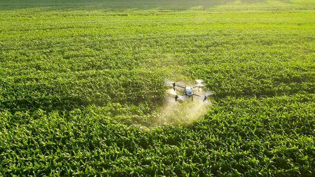 Agricultural spray drone flying over crop field and spraying fertilizer. Smart farming, precision agriculture