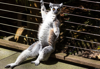 Fototapeta premium A Lemur leaning against a wire fence