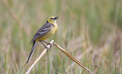 Obraz premium Citrine Wagtail - male bird at a wetland in spring