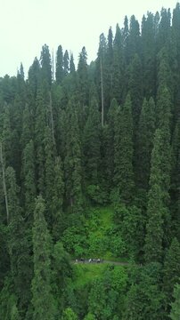 Tall pine trees covering a steep mountain ridge