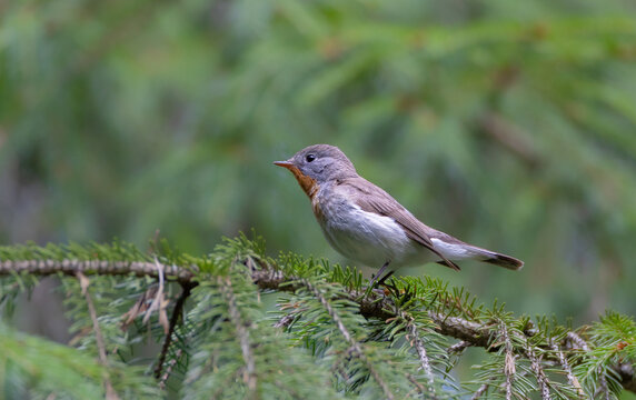 Red-breasted flycatcher - at the spurce forest in summer