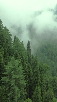 Dense pine forest covered by low mountain mist