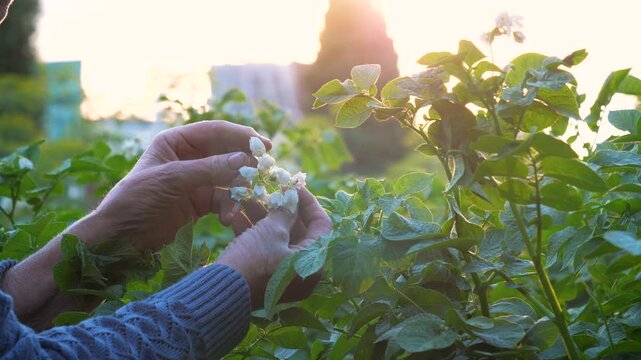 Senior women's hands gently touching and caring for blooming potato plants in lush green vegetable garden during warm golden sunset. Person connection with nature. Growing food in the garden