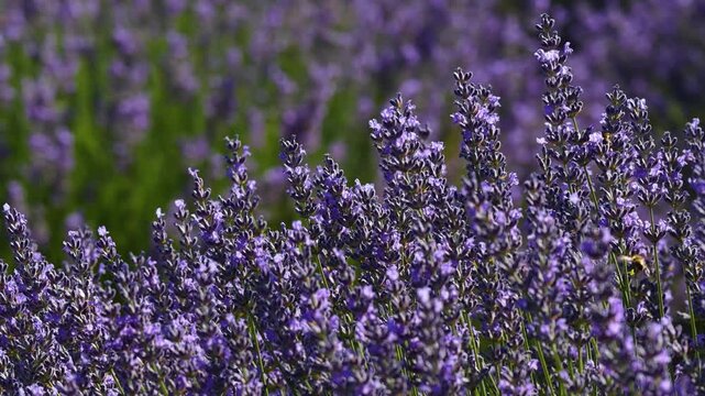 Soothing, one-of-a-kind close-up shots of vibrant purple lavender flowers gently swaying in the breeze, with hardworking bees flitting about them.