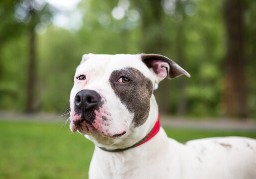 A mixed beed dog looking sideways at the camera