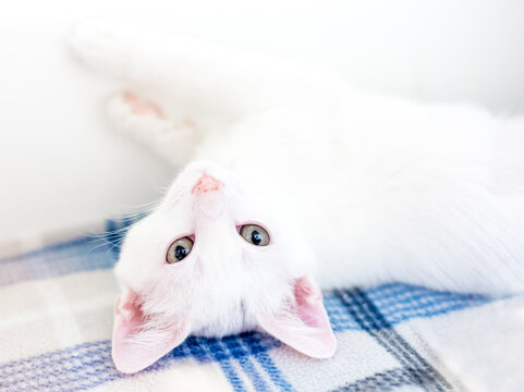 A young shorthair kitten lying upside down on a blanket