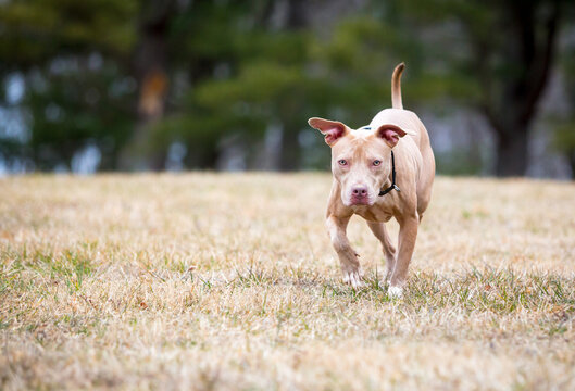 A Pit Bull Terrier mixed breed dog approaching the camera