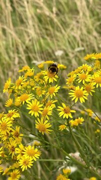 A bumblebee pollinates yellow flowers in a meadow. Close-up of pollination. Senecio. Senecio jacobaea. Jacobaea vulgaris.