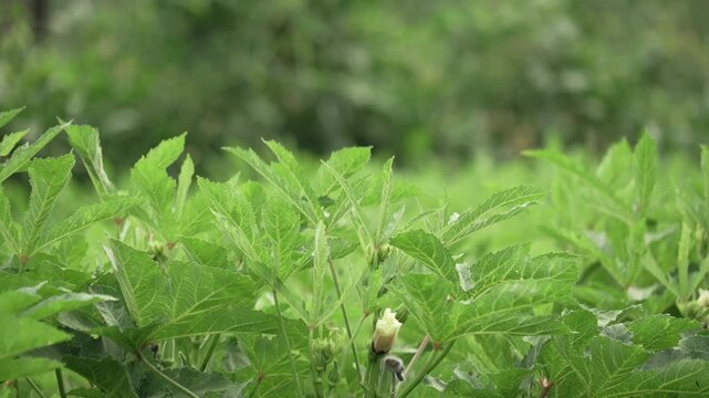 Healthy Okra Crop with Flower in Organic Farm.
