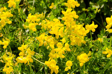 Obraz premium yellow daffodils in spring