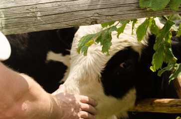 cow and calf © viktoriia