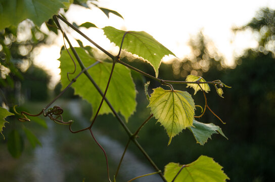 grape leaves in the sun