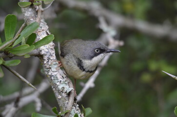 Obraz premium A Profile of a Bar-throated Apalis perched on a branch.