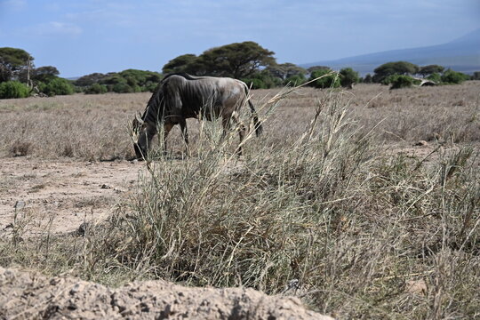 Connochaetes taurinus commonly known as the blue wildebeest, is a large antelope native to eastern and southern Africa, recognized for its distinctive appearance and migratory behavior.