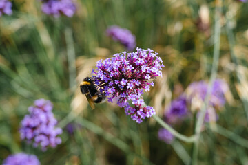 Bumblebee collecting nectar from purple verbena flowers in summer meadow © Inga