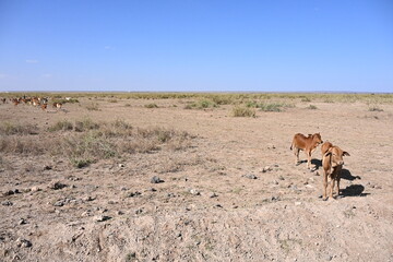 Naklejka premium maasai livestock, herds of cows and goats at the water source, amboseli, kenya