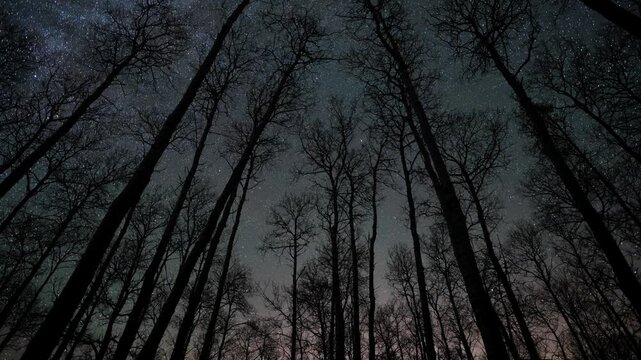 Stars with rotate around the north star with tall leafless silhouetted trees in the foreground. Weak aurora occur along the horizon. Night sky time-lapse.
