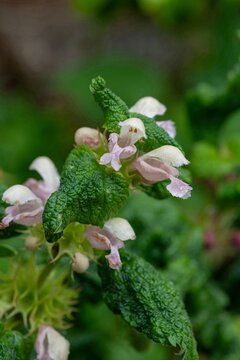 Bastard balm (melittis melissophyllum) flowers in bloom