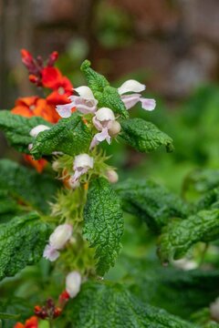 Bastard balm (melittis melissophyllum) flowers in bloom