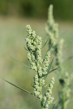 Close up of a fat hen (chenopodium album) plant